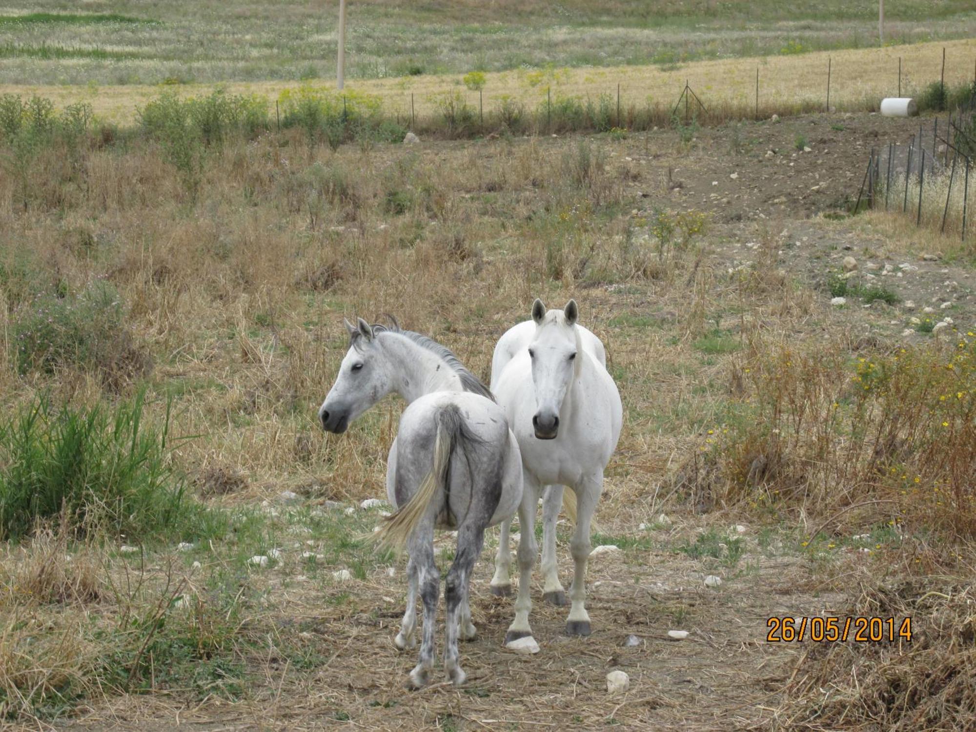 Agriturismo Reggia Saracena Agrigento Exteriér fotografie